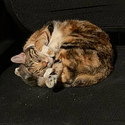 Jules is registered to the contest to win money with this photo: cat, tabby, sleeping, curled_up, chair, pet, indoor, feline, cozy, resting, paw, fur, whiskers, cute, animal, domestic_animal, relaxation, black_chair, quiet, nap