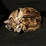 cat, tabby, sleeping, curled_up, chair, pet, indoor, feline, cozy, resting, paw, fur, whiskers, cute, animal, domestic_animal, relaxation, black_chair, quiet, nap