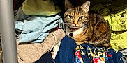 Jules joined the competition — help win amazing prizes! cat, tabby_cat, clothes, shelf, gray_shelf, towel, blanket, happy_halloween, decoration, pumpkin, indoor, pet, feline, resting, stacked_clothes, colorful_fabric, collar, quiet, cute, cozy