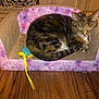 Jules is registered to the contest to win money with this photo: cat, tabby, sleeping, cardboard_couch, purple_pattern, toy, blue_toy, yellow_ribbon, wooden_floor, pet, indoor, feline, cute, cozy, relaxed, animal, small_couch, resting, domestic_cat, furniture