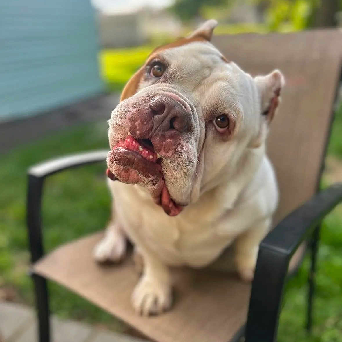 Offset is registered to the contest to win money with this photo: animal, boxer, bulldog, canine, dog, frenchbulldog, pet, pitbull, puppy, snout