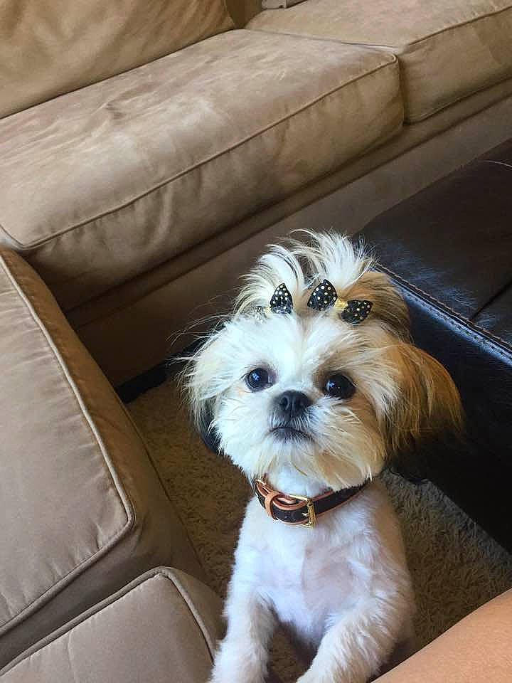 Madison is registered to the contest to win money with this photo: canidae, carnivore, companion_dog, couch, dog, dog_breed, fur, liver, mal_shi, maltepoo, poodle_crossbreed, puppy_love, shih_poo, small_terrier, snout, sporting_group, terrier, toy_dog, water_dog, working_animal