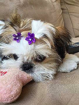 Madison joined the competition — help win amazing prizes! canidae, carnivore, comfort, companion_dog, dog, dog_breed, dog_collar, dog_supply, fashion_accessory, fawn, foot, fur, human_body, liver, paw, pet_supply, petal, snout, toy_dog, working_animal