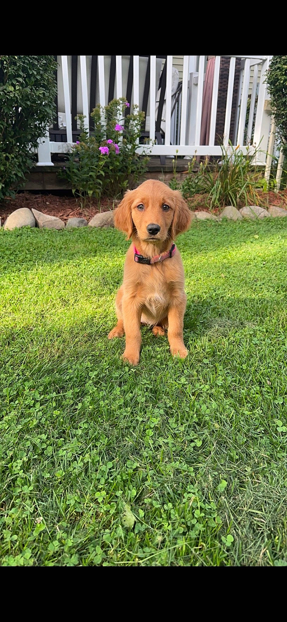 Rosie is registered to the contest to win money with this photo: ball, canidae, carnivore, companion_dog, dog, dog_breed, dog_collar, fawn, garden, grass, groundcover, gun_dog, plant, porch, shrub, snout, sporting_group, tail, working_animal, yard