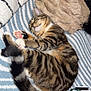 cat, tabby_cat, sleeping, paw, pink_paw_pads, tail, striped_blanket, cozy, fur, whiskers, curled_up, indoor, bedding, plush_pillow, blanket, lanyard, id_card, nap, pet, close_up