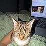 cat, tabby_cat, pet, blanket, green_blanket, laptop, computer, bed, indoor, night, flash, whiskers, ears, paws, cozy, human_arm, bedding, screen, technology, portrait