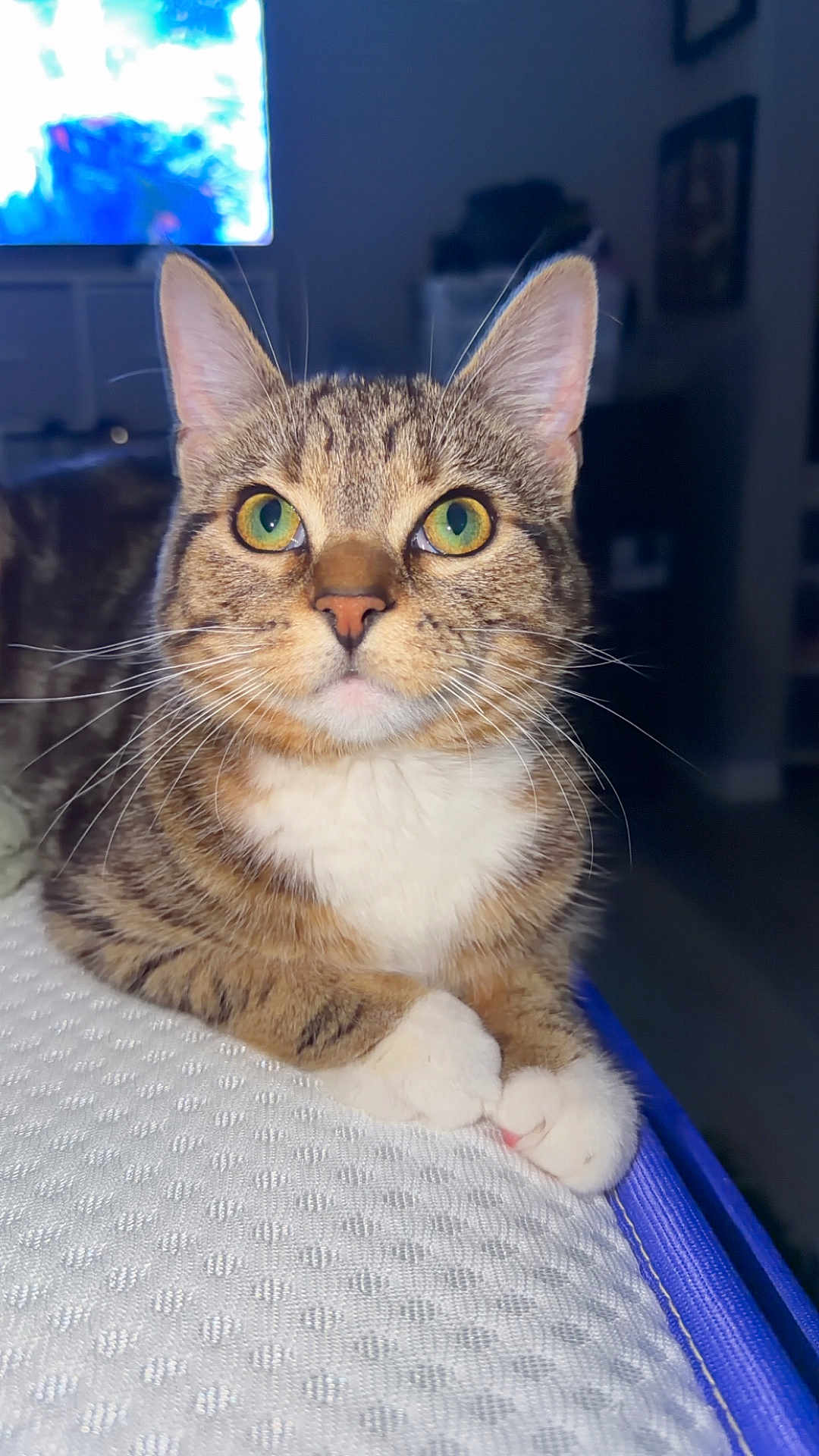 Kit Kat is registered to the contest to win money with this photo: cat, tabby_cat, pet, portrait, whiskers, green_eyes, paws, indoor, close_up, fur, ears, nose, gaze, cozy, blanket, bed, living_room, flash_photography, domestic_animal, mammal