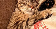 Mocha is registered to the contest to win money with this photo: cat, tabby_cat, sleeping, person, face, paw, couch, pillow, brown, cream, fur, resting, closeup, indoor, cozy, animal, pet, relaxation, comfort, nap