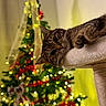 Mocha is registered to the contest to win money with this photo: cat, tabby_cat, christmas_tree, holiday_decorations, lights, ornaments, indoor, pet, feline, cute, curious, cozy, soft_fabric, warm_lighting, festive, background_blur, tree_bow, red_garland, greenery, relaxed
