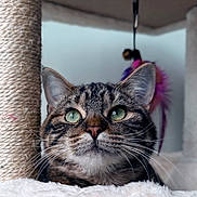 Mocha is registered to the contest to win money with this photo: cat, tabby, green_eyes, cat_tree, hammock, scratching_post, toy, feathers, indoor, pet, animal, whiskers, fur, close_up, portrait, curious, cozy, soft, playful, feline