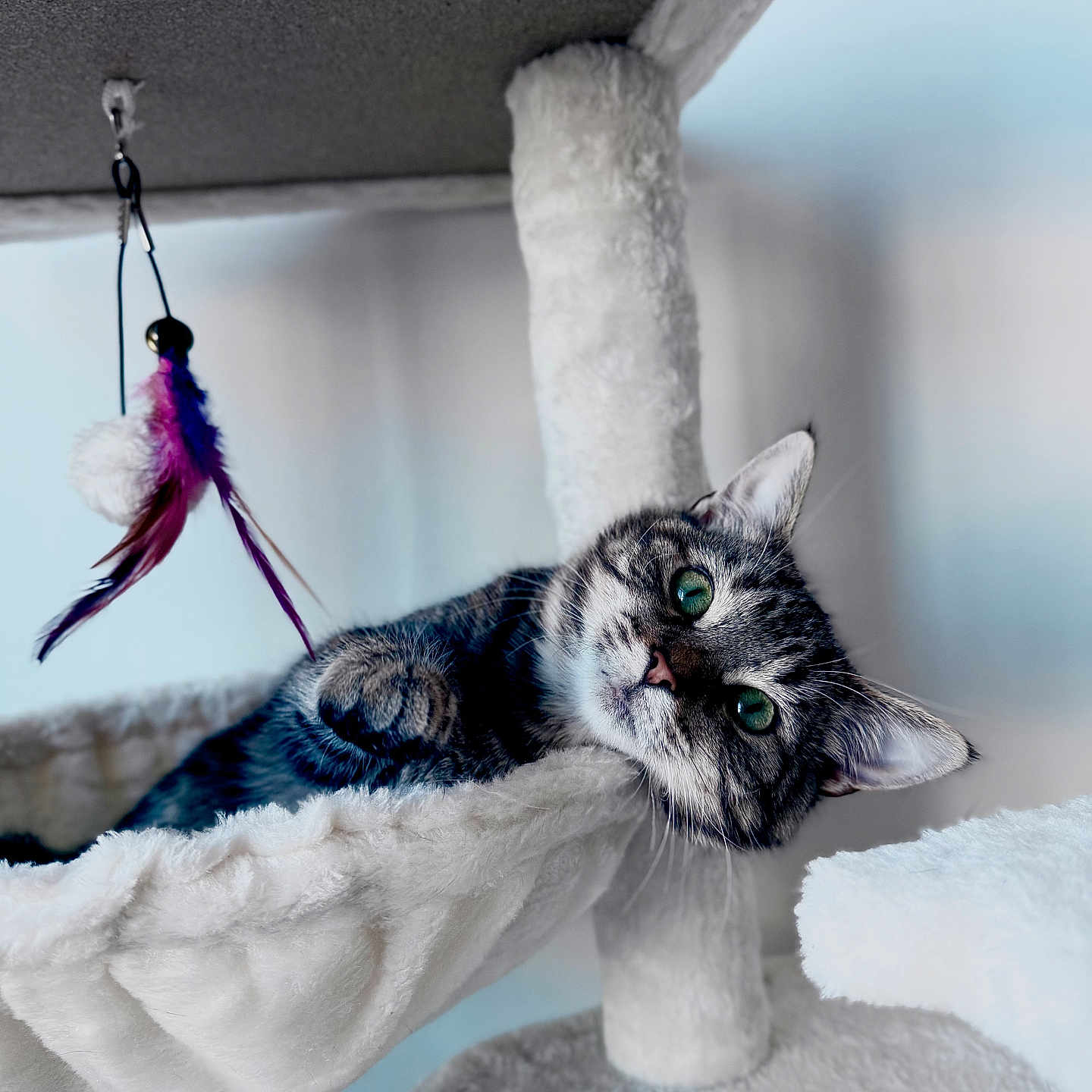 Mocha joined the competition — help win amazing prizes! cat, tabby_cat, cat_tree, hammock, feather_toy, indoor, pet, animal, feline, relaxing, cozy, white, gray, fur, green_eyes, playful, toy, resting, cute, domestic_cat