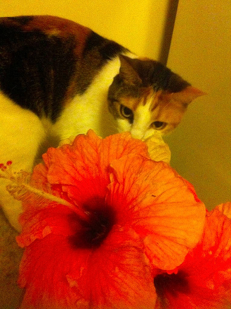 Cream a rejoint le concours — aidez-le/la à gagner de superbes lots ! annual_plant, art, carnivore, cat, comfort, domestic_short_haired_cat, fawn, felidae, flower, flowering_plant, fur, orange, peach, petal, plant, small_to_medium_sized_cats, still_life_photography, tail, whiskers, wood