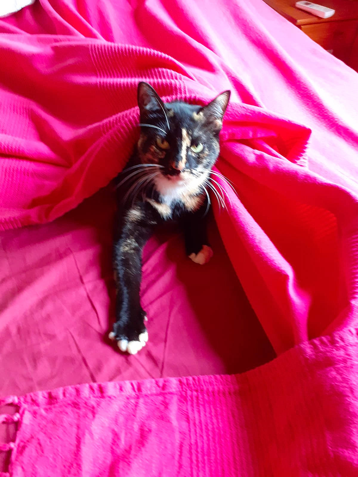 Zoé participe au concours pour gagner de l'argent avec cette photo : carnivore, cat, cat_supply, comfort, domestic_short_haired_cat, electric_blue, felidae, fur, linens, magenta, pink, purple, red, sleeve, small_to_medium_sized_cats, tail, textile, whiskers