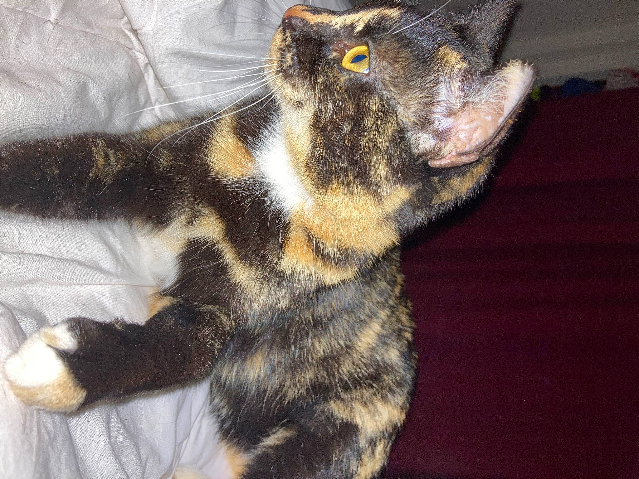 Zoé participe au concours pour gagner de l'argent avec cette photo : carnivore, cat, claw, domestic_short_haired_cat, felidae, foot, fur, paw, small_to_medium_sized_cats, tail, terrestrial_animal, toe, whiskers, wildlife