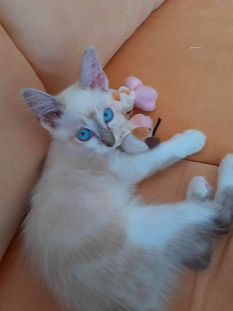 Tpee participe au concours pour gagner de l'argent avec cette photo : art, bed, carnivore, cat, claw, domestic_short_haired_cat, ear, fawn, felidae, fur, mythical_creature, nail, paw, small_to_medium_sized_cats, stuffed_toy, tail, thai, toy, whiskers