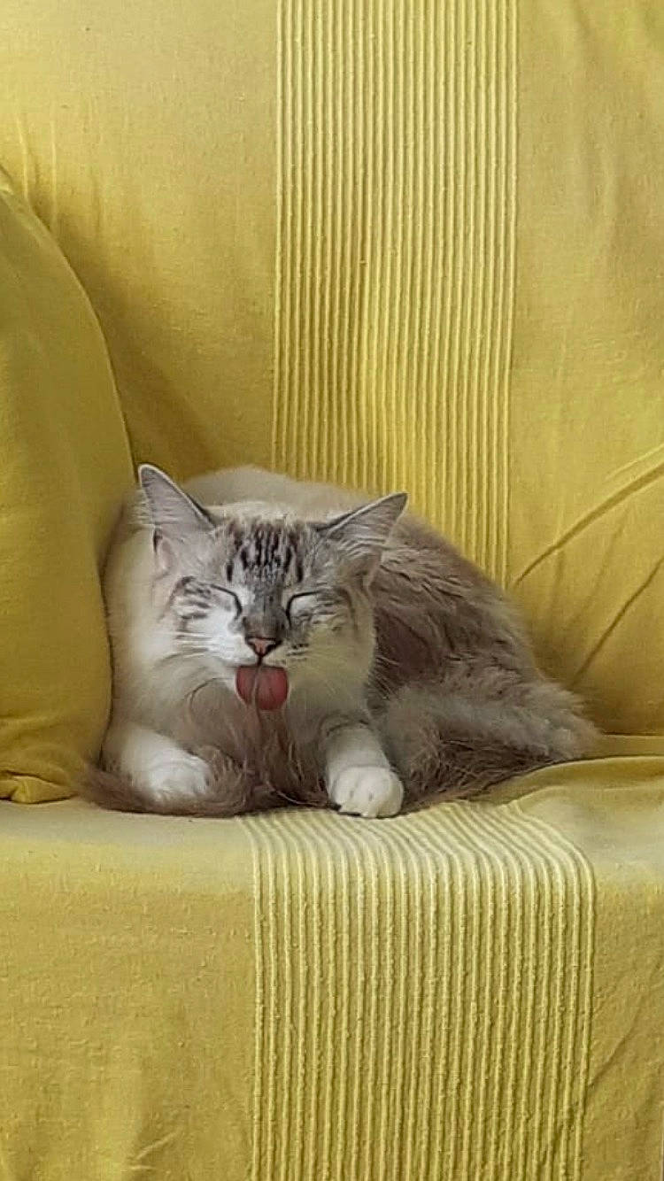 Tpee a rejoint le concours — aidez-le/la à gagner de superbes lots ! bedding, carnivore, cat, cat_supply, comfort, domestic_short_haired_cat, felidae, fur, grey, linens, rectangle, room, small_to_medium_sized_cats, snout, terrestrial_animal, textile, whiskers, window