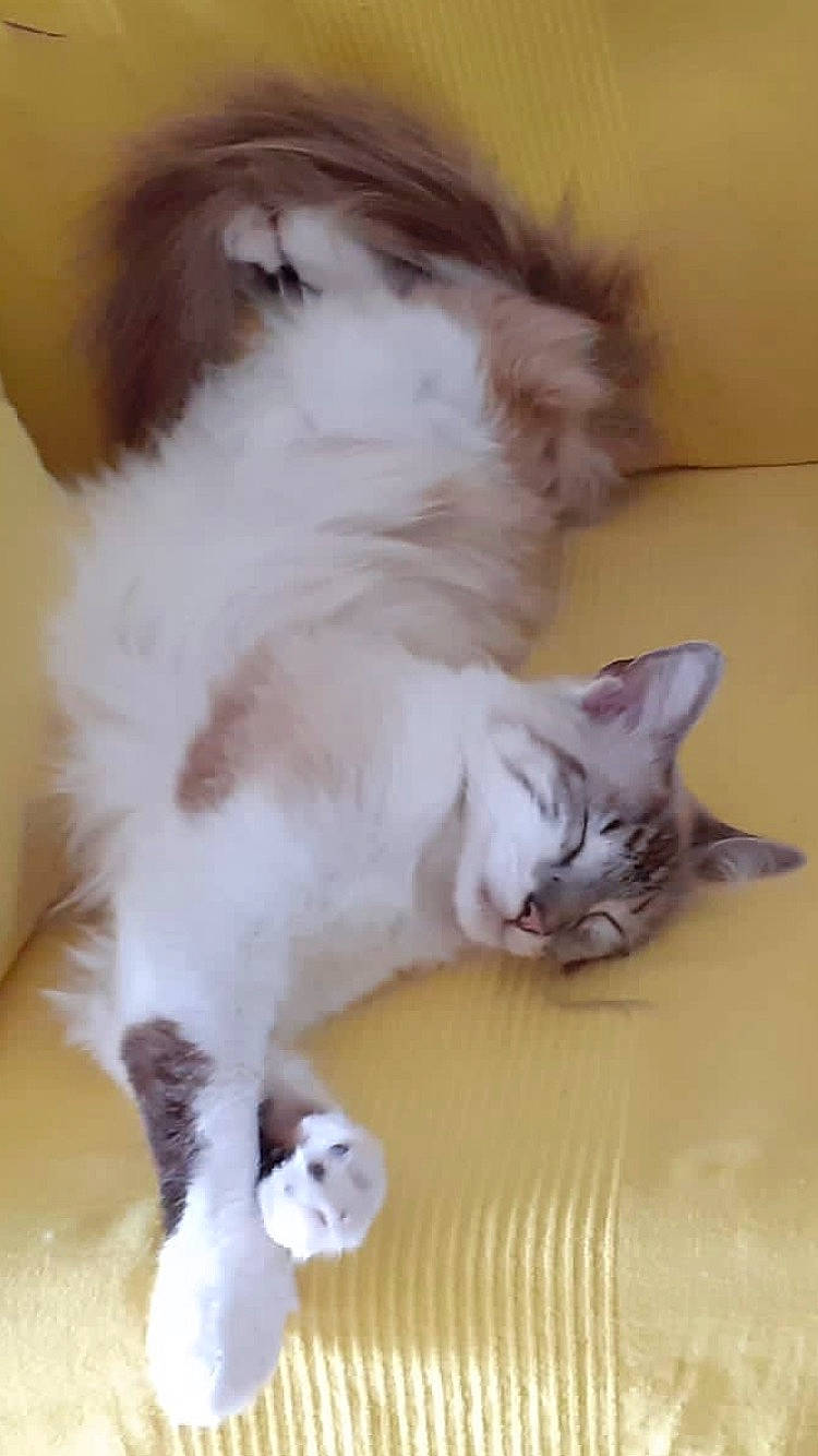 Tpee participe au concours pour gagner de l'argent avec cette photo : balinese, box, carnivore, cat, cat_toy, claw, comfort, domestic_short_haired_cat, fawn, felidae, flooring, fur, hardwood, paw, pet_supply, photo_caption, small_to_medium_sized_cats, snout, tail, whiskers