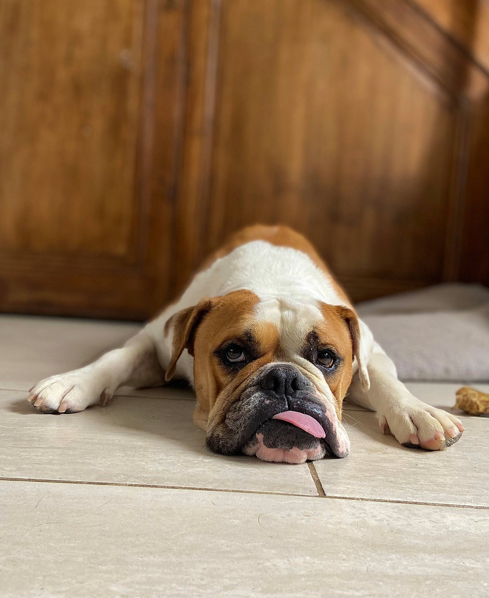 Panisse participe au concours pour gagner de l'argent avec cette photo : bored, bulldog, canidae, carnivore, comfort, companion_dog, dog, dog_breed, dog_supply, fawn, floor, flooring, hardwood, paw, snout, sporting_group, wood, working_animal, working_dog, wrinkle