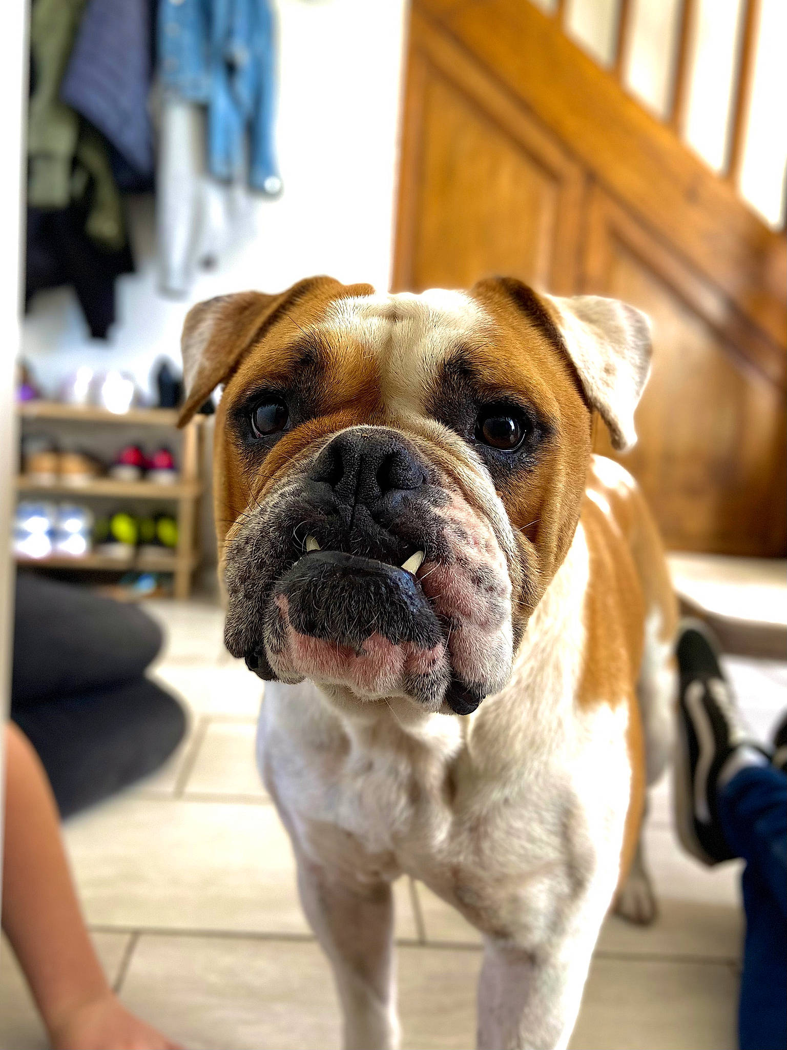 Panisse a rejoint le concours — aidez-le/la à gagner de superbes lots ! bulldog, canidae, carnivore, companion_dog, dog, dog_breed, fawn, flooring, non_sporting_group, plant, snout, sporting_group, window, working_animal, working_dog, wrinkle