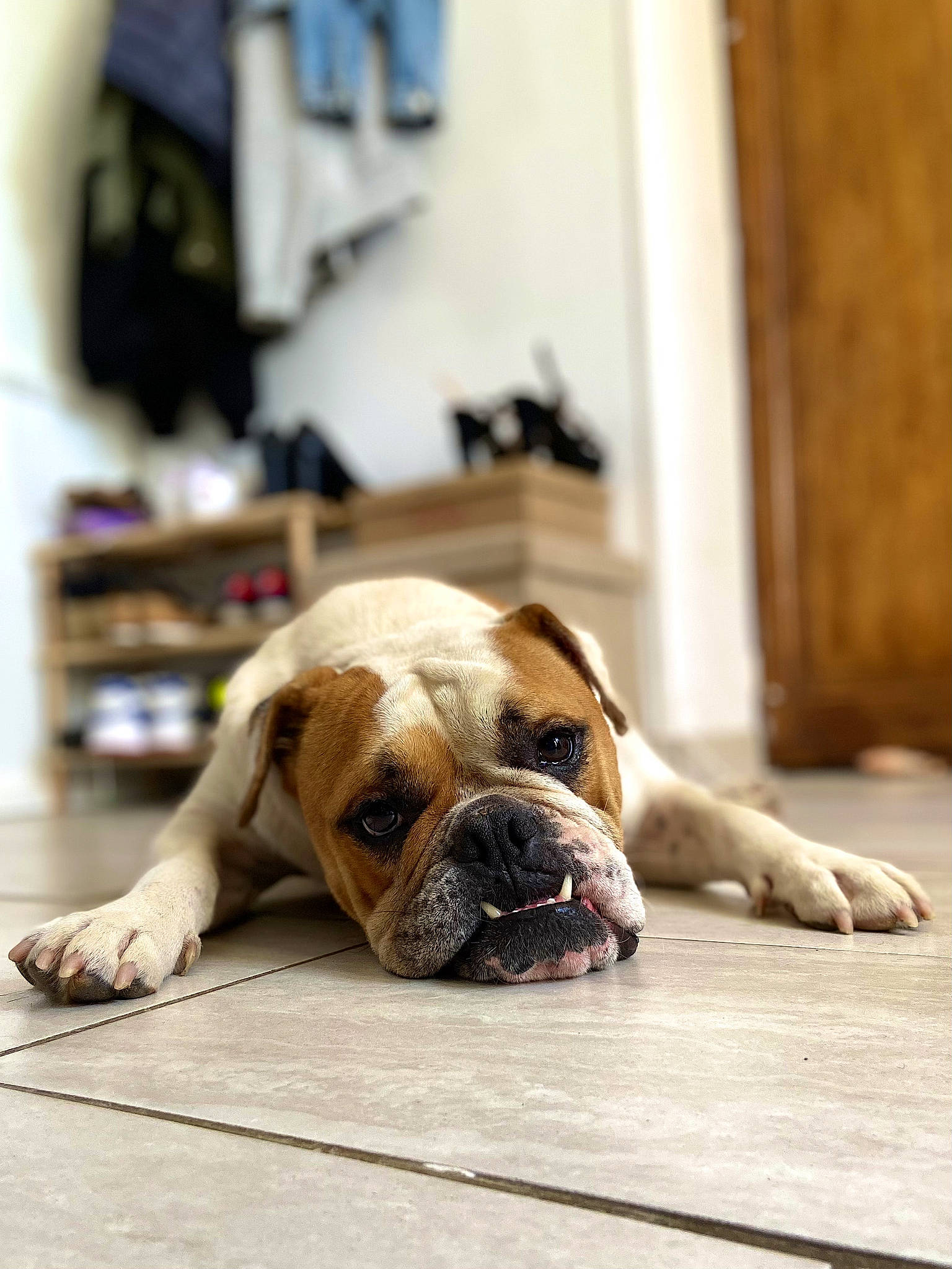 Panisse a rejoint le concours — aidez-le/la à gagner de superbes lots ! bored, bulldog, canidae, carnivore, comfort, companion_dog, dog, dog_breed, fawn, floor, flooring, hardwood, non_sporting_group, paw, snout, sporting_group, wood, working_animal, working_dog, wrinkle