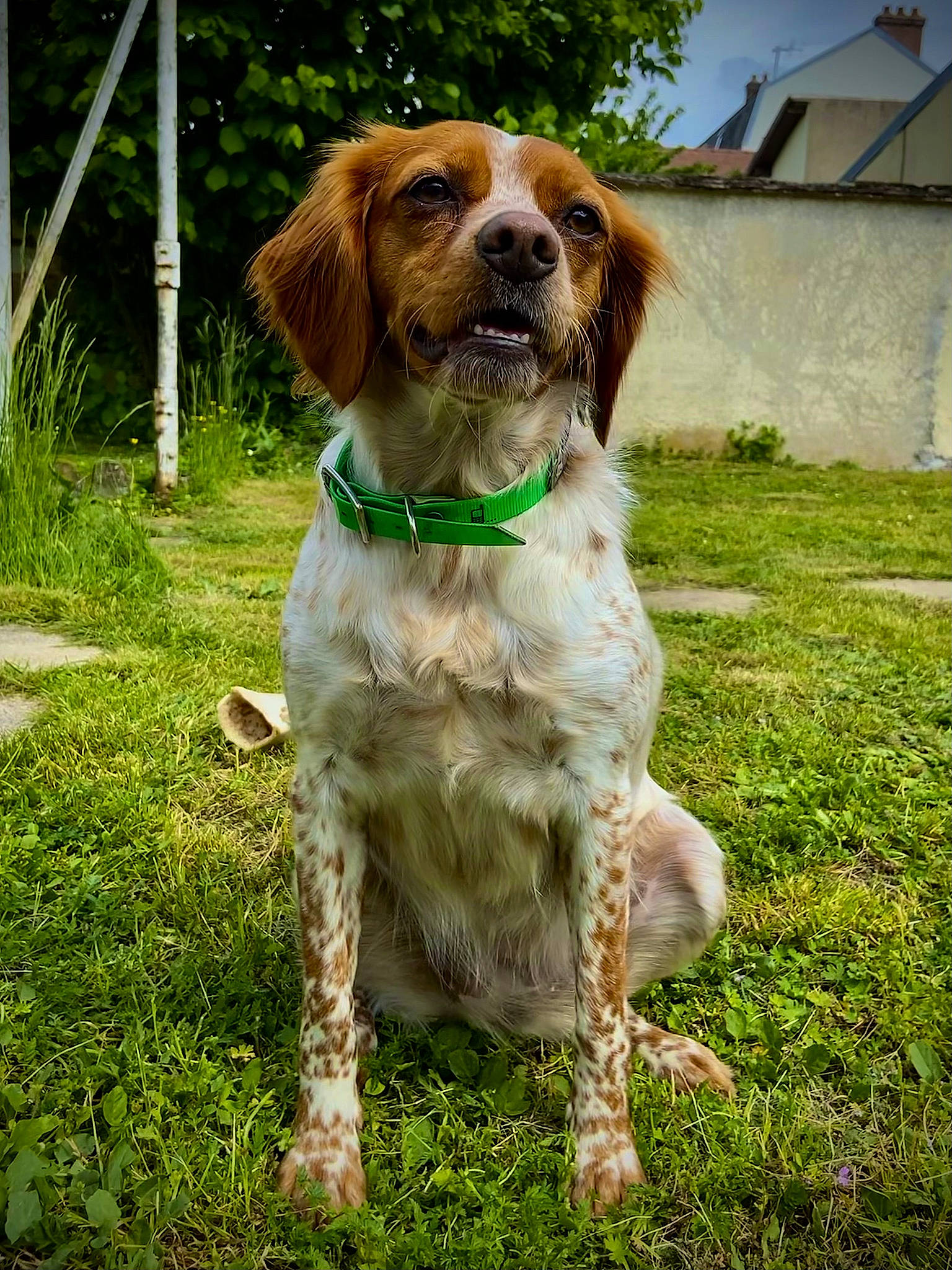 Erène a rejoint le concours — aidez-le/la à gagner de superbes lots ! carnivore, chair, collar, companion_dog, dog, dog_breed, dog_collar, fawn, fur, grass, gun_dog, liver, plant, pointing_breed, retriever, spaniel, sporting_group, tail, tree, working_animal