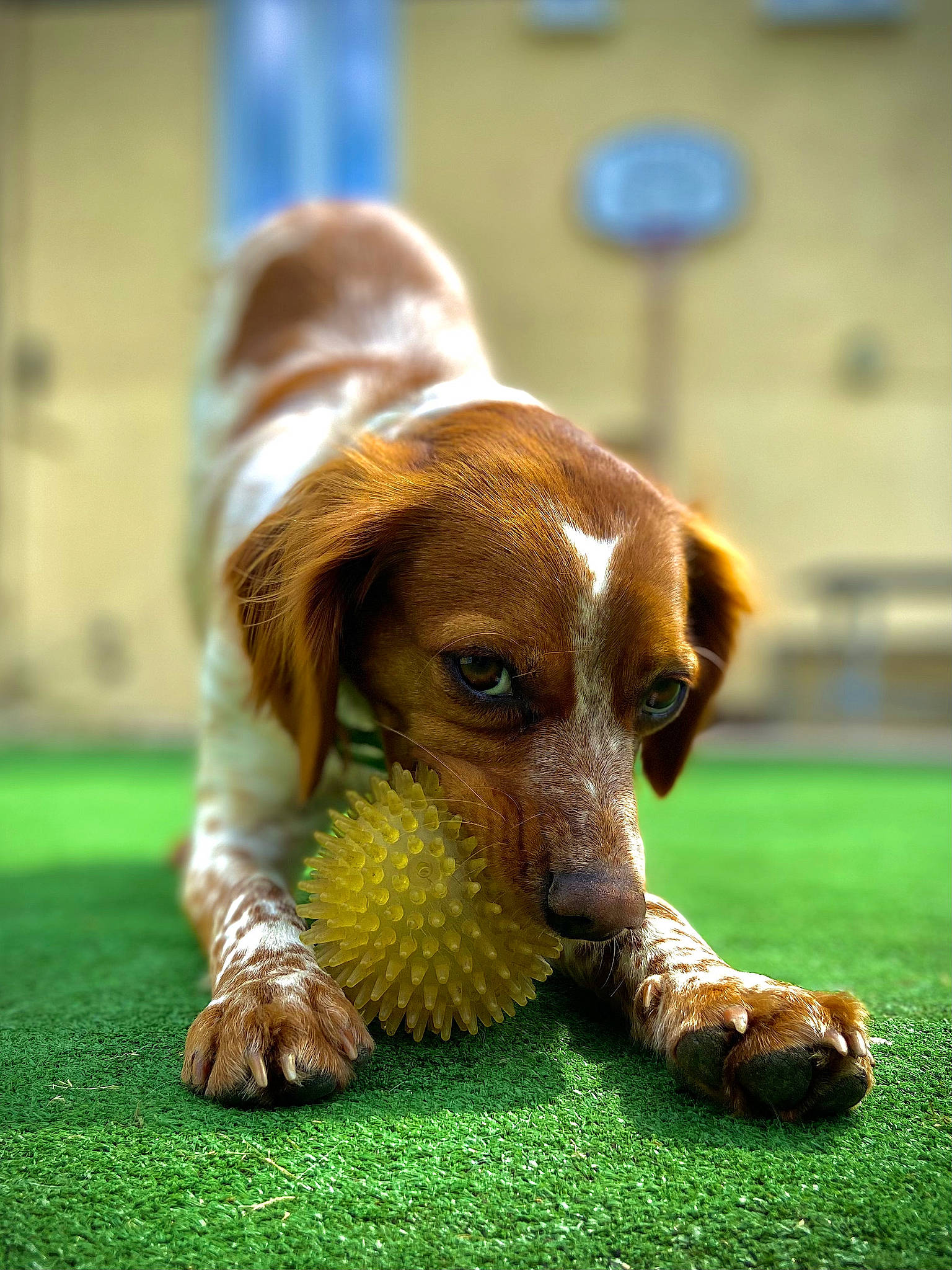 Erène participe au concours pour gagner de l'argent avec cette photo : ball, canidae, carnivore, companion_dog, dog, dog_breed, dog_supply, fawn, grass, hound, hunting_dog, liver, puppy, scent_hound, snout, sporting_group, tennis_ball, terrestrial_animal, wildlife, working_animal