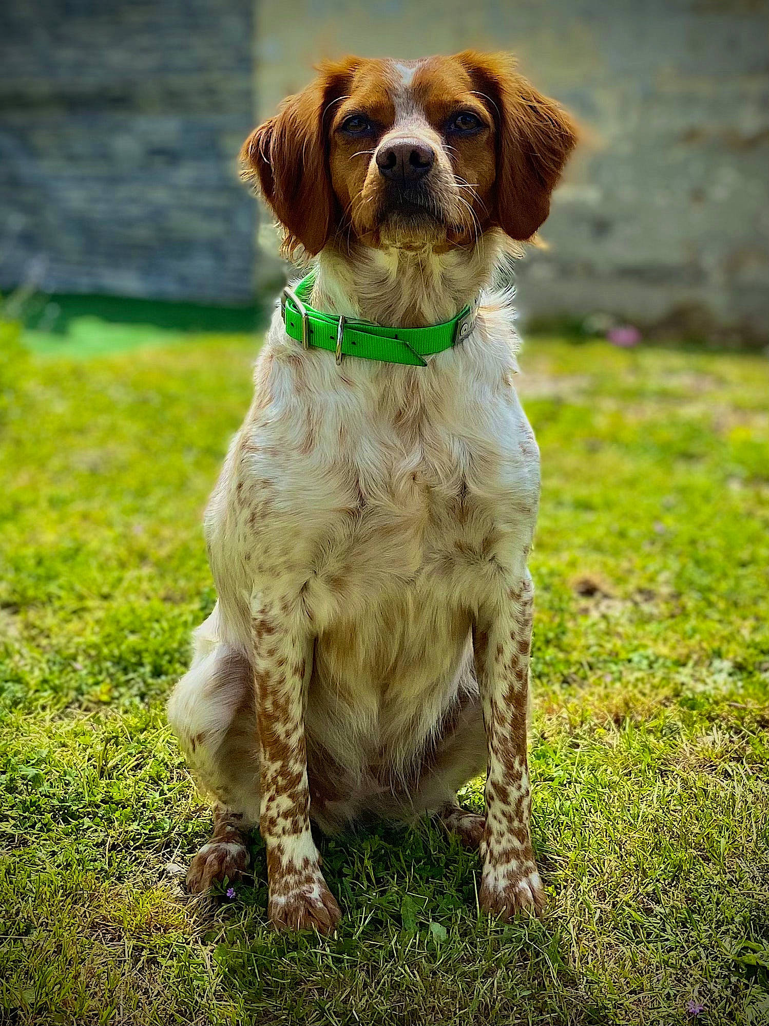 Erène participe au concours pour gagner de l'argent avec cette photo : canidae, carnivore, companion_dog, dog, dog_breed, dog_collar, fawn, grass, gun_dog, hunting_dog, liver, pointing_breed, snout, soil, spaniel, sporting_group, stichelhaar, tail, terrestrial_animal, working_animal