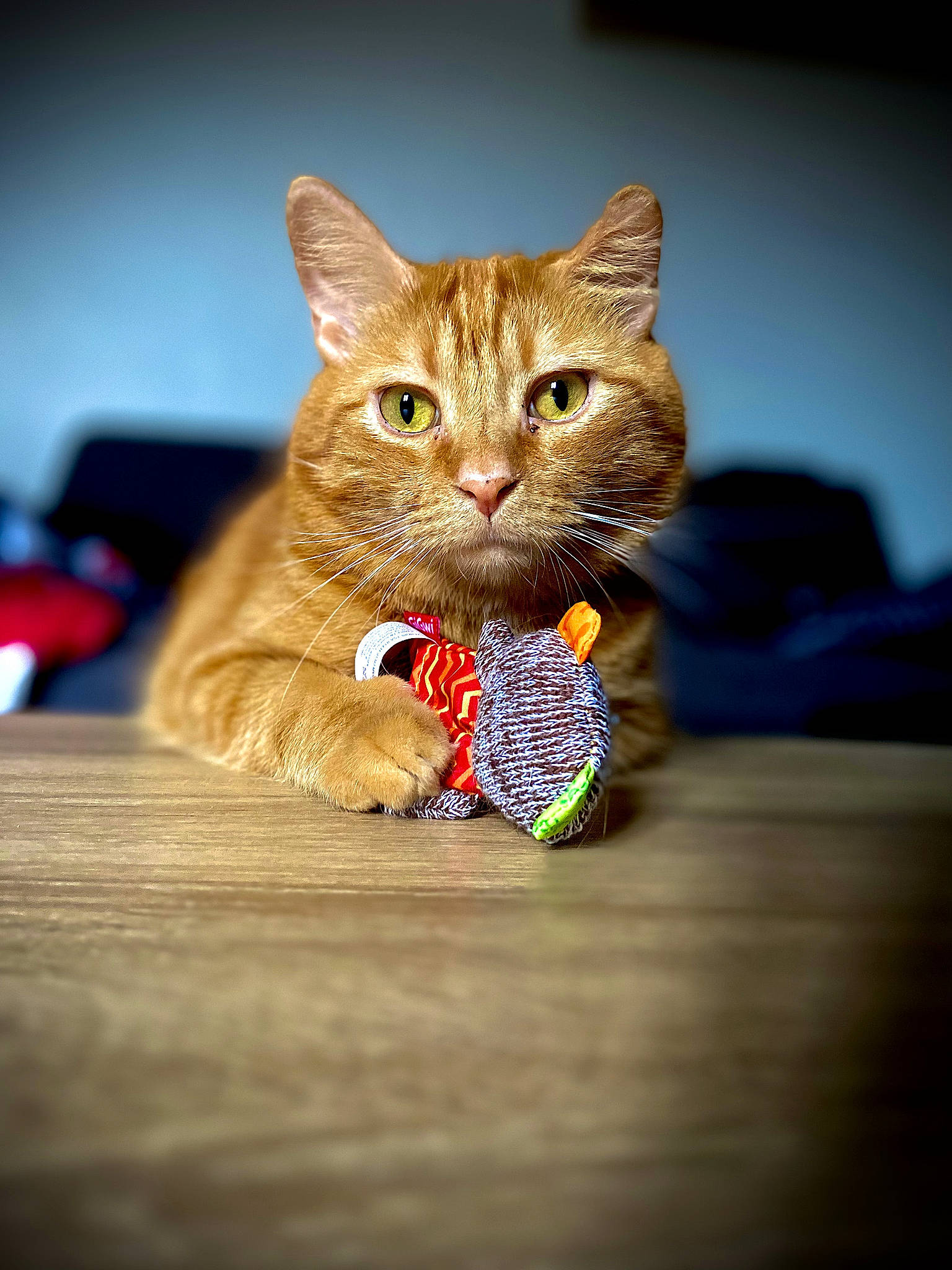 Tigrou a rejoint le concours — aidez-le/la à gagner de superbes lots ! carnivore, cat, claw, domestic_short_haired_cat, fawn, felidae, flooring, fur, hand, paw, sitting, small_to_medium_sized_cats, snout, tail, whiskers, wood