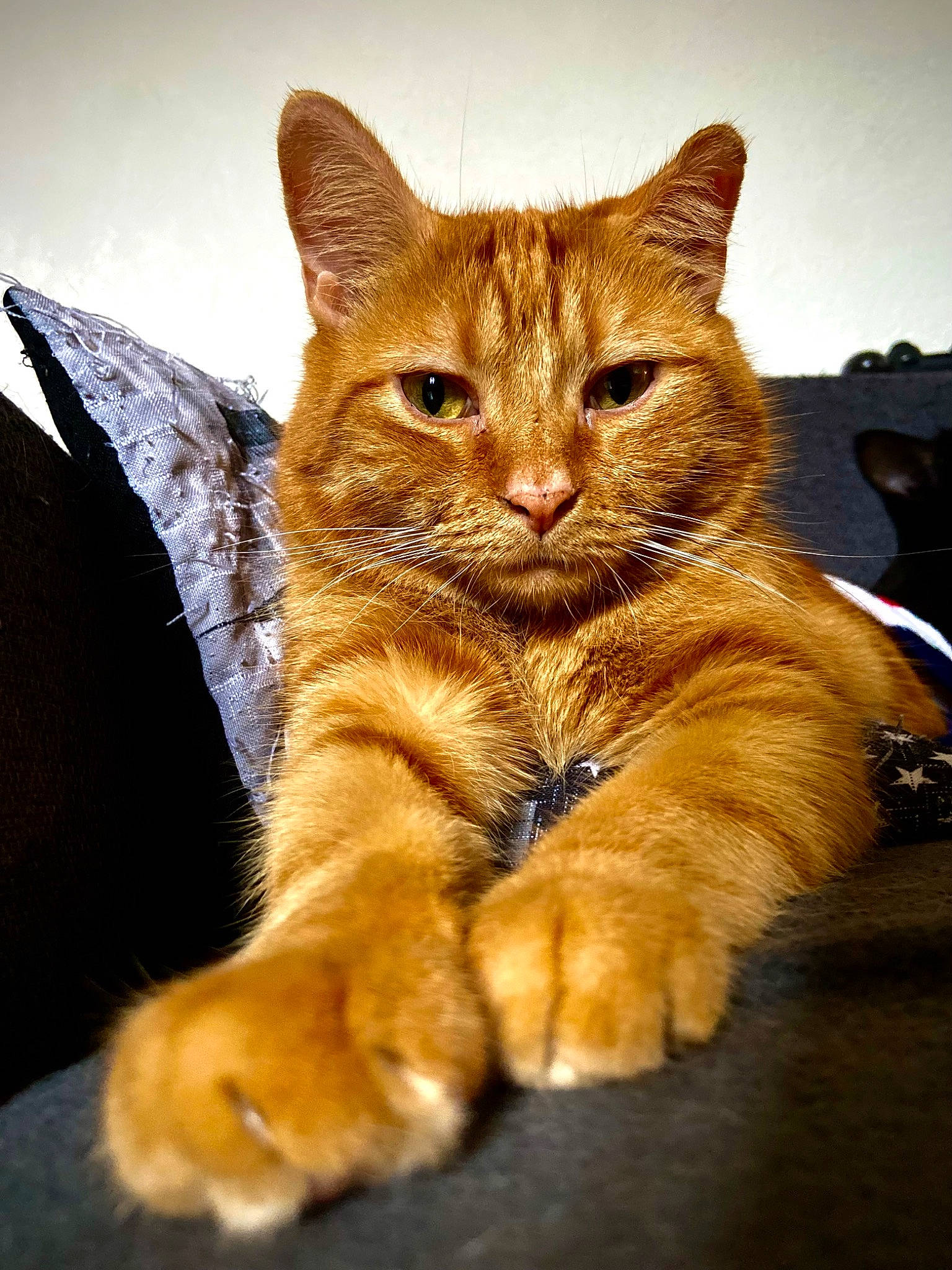 Tigrou a rejoint le concours — aidez-le/la à gagner de superbes lots ! carnivore, cat, claw, domestic_short_haired_cat, eye, fawn, felidae, foot, fur, gesture, human_leg, paw, sitting, small_to_medium_sized_cats, snout, tail, terrestrial_animal, whiskers, wildlife, wood