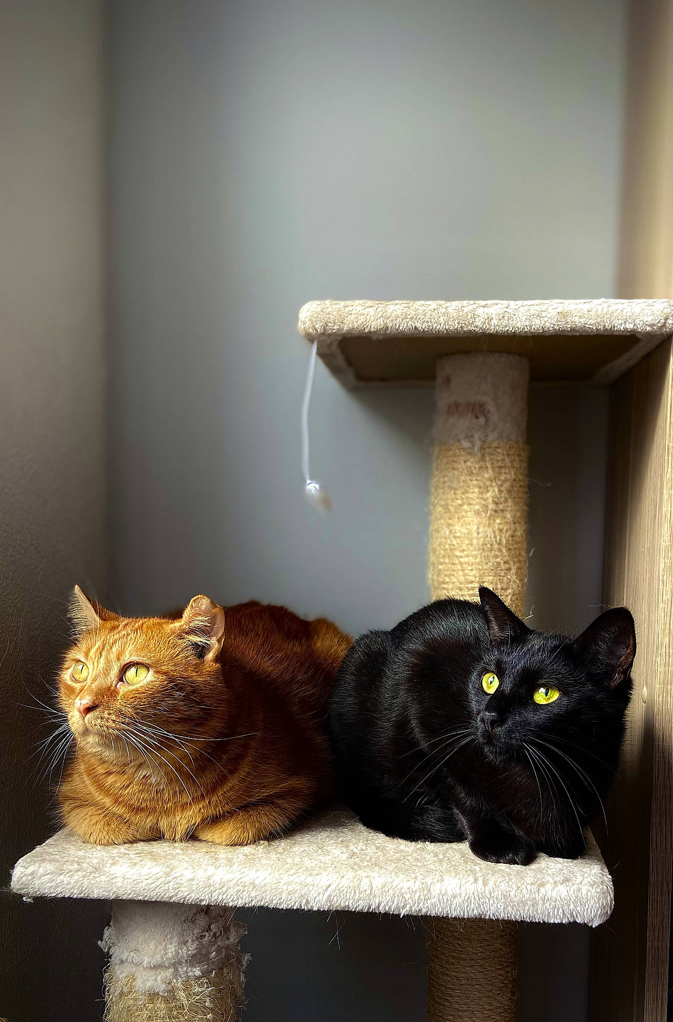 Tigrou a rejoint le concours — aidez-le/la à gagner de superbes lots ! black_cat, carnivore, cat, cat_furniture, cat_supply, comfort, domestic_short_haired_cat, felidae, fur, grey, hardwood, room, shelf, shelving, small_to_medium_sized_cats, table, tail, whiskers, window, wood