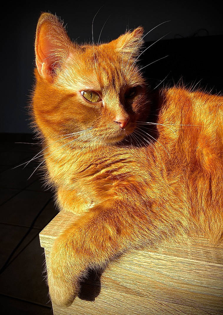 Tigrou a rejoint le concours — aidez-le/la à gagner de superbes lots ! carnivore, cat, claw, darkness, domestic_short_haired_cat, fawn, felidae, fur, paw, shadow, small_to_medium_sized_cats, snout, tail, terrestrial_animal, whiskers, wildlife, window, wood