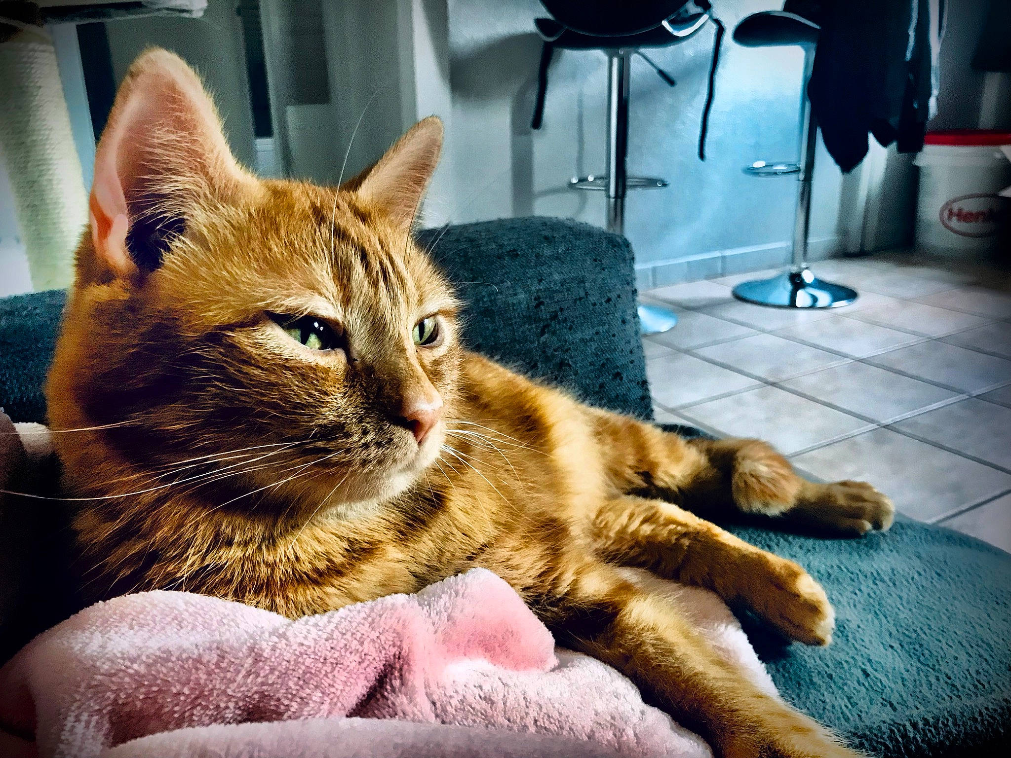 Tigrou a rejoint le concours — aidez-le/la à gagner de superbes lots ! carnivore, cat, claw, comfort, domestic_short_haired_cat, fawn, felidae, flooring, foot, fur, gesture, human_leg, nail, paw, sitting, small_to_medium_sized_cats, snout, tail, whiskers, window