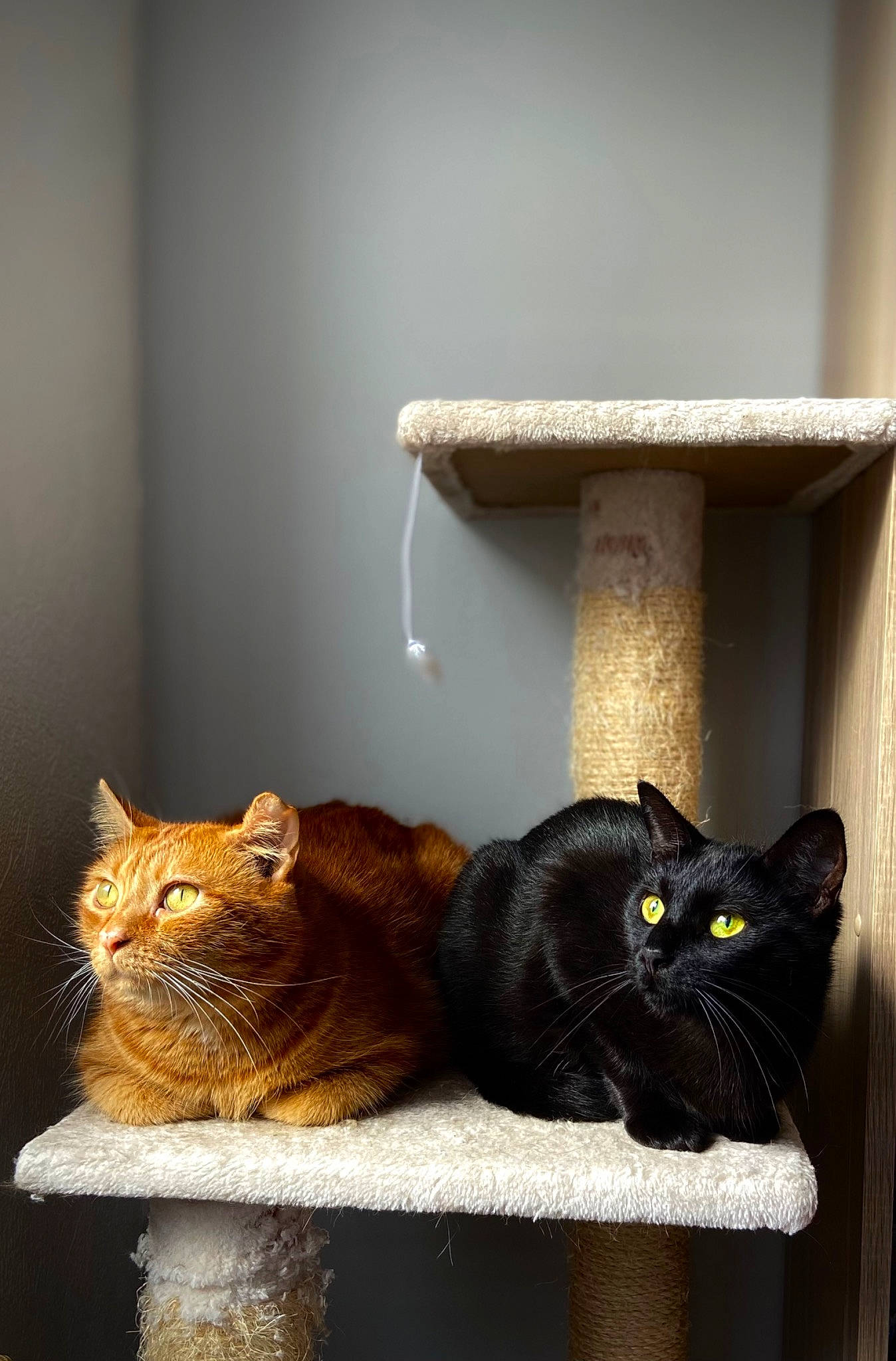 Salem a rejoint le concours — aidez-le/la à gagner de superbes lots ! black_cat, carnivore, cat, cat_supply, comfort, felidae, fur, grey, hardwood, mammal, pet_supply, shelf, shelving, small_to_medium_sized_cats, table, tail, vertebrate, whiskers, window, wood