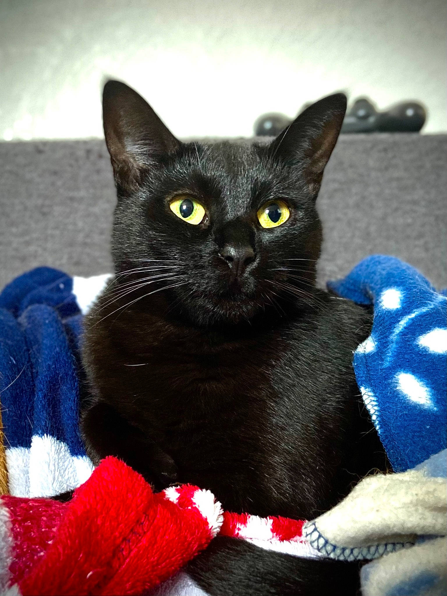 Salem participe au concours pour gagner de l'argent avec cette photo : black_cat, bombay, carnivore, cat, cat_supply, claw, collar, comfort, domestic_short_haired_cat, electric_blue, felidae, fur, grey, pattern, small_to_medium_sized_cats, snout, tail, whiskers