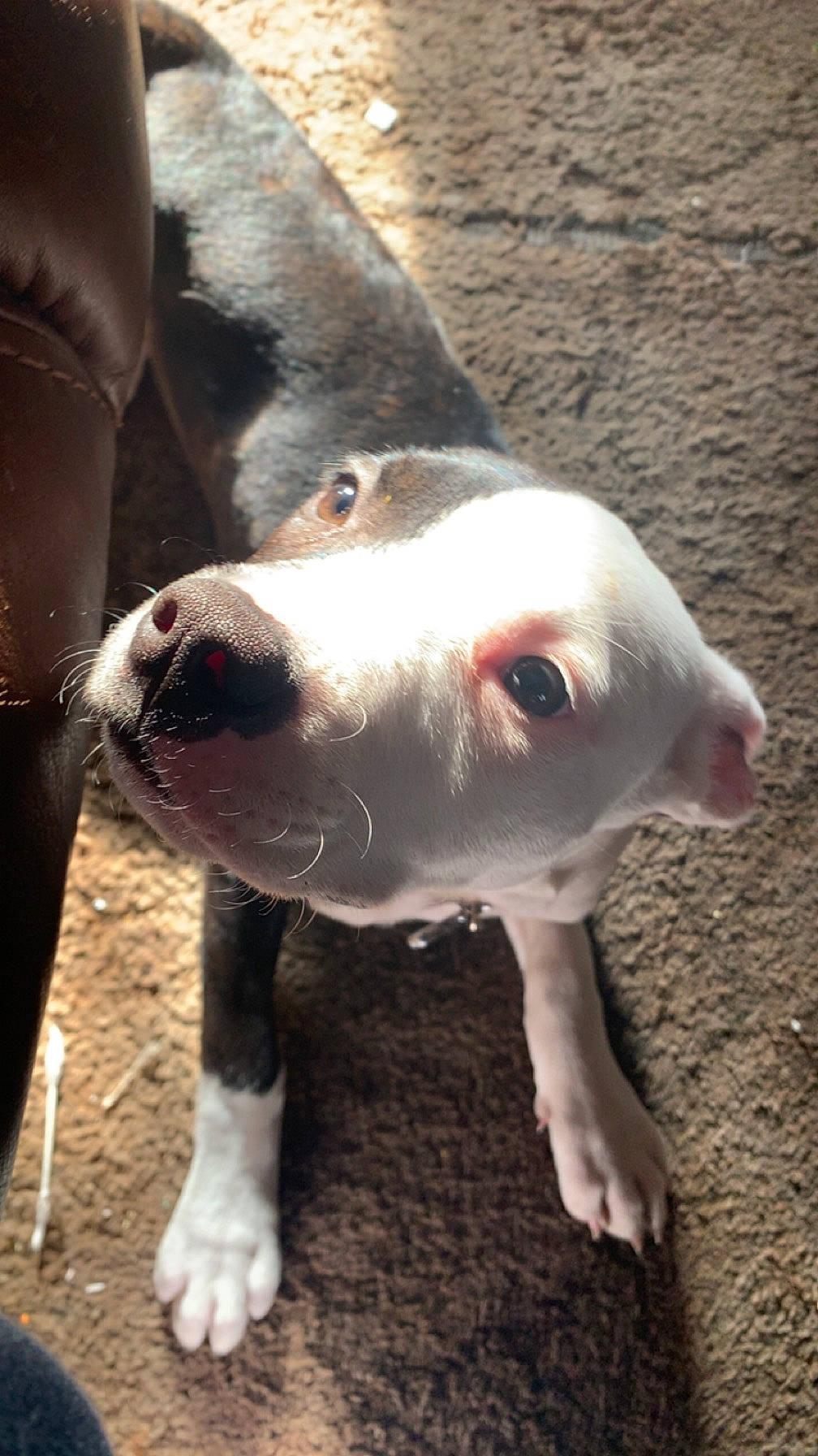 Indie is registered to the contest to win money with this photo: carnivore, collar, companion_dog, dog, dog_breed, fawn, fur, non_sporting_group, paw, snout, sporting_group, street_dog, tail, terrestrial_animal, whiskers, working_animal, working_dog