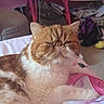 cat, sleepy, orange, white, fluffy, pet, indoor, bed, blanket, relaxed, feline, cute, animal, resting, cozy, fur, whiskers, closeup, domestic, household