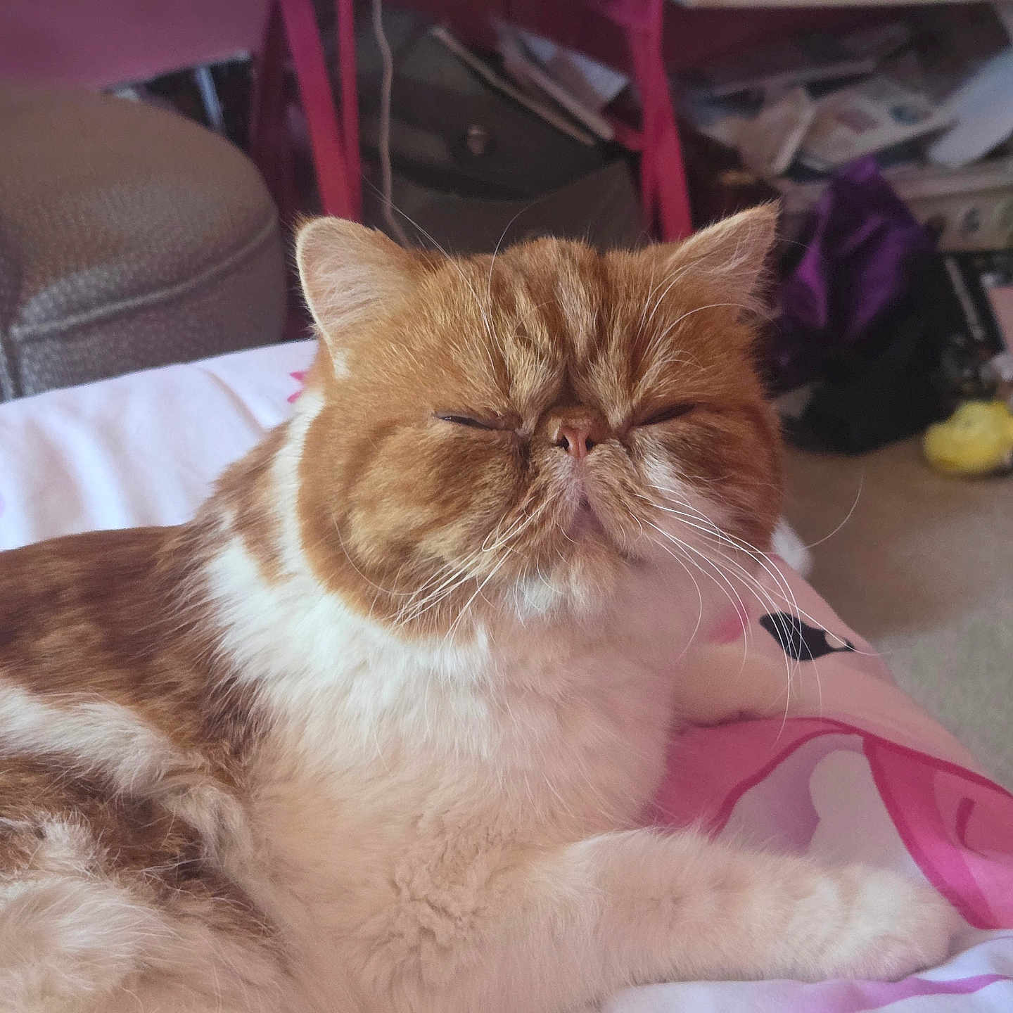 Stewie joined the competition — help win amazing prizes! cat, sleepy, orange, white, fluffy, pet, indoor, bed, blanket, relaxed, feline, cute, animal, resting, cozy, fur, whiskers, closeup, domestic, household