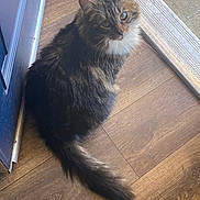 Avery joined the competition — help win amazing prizes! cat, tabby, fluffy, indoor, wooden_floor, pet, feline, curious, green_eyes, tail, doorframe, looking_up, domestic_animal, whiskers, animal_portrait, household, companion, cute, fur, relaxed