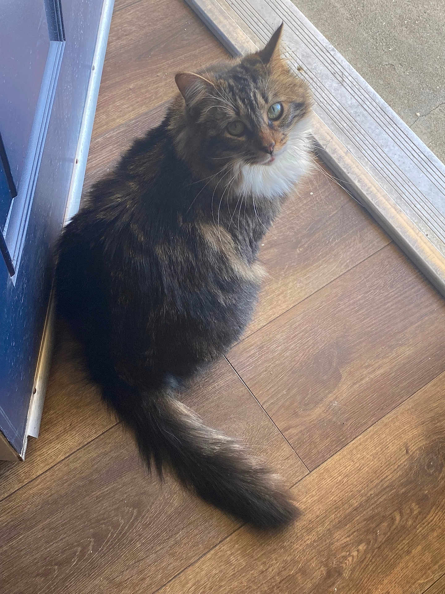Avery joined the competition — help win amazing prizes! cat, tabby, fluffy, indoor, wooden_floor, pet, feline, curious, green_eyes, tail, doorframe, looking_up, domestic_animal, whiskers, animal_portrait, household, companion, cute, fur, relaxed