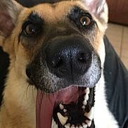 Mochi is registered to the contest to win money with this photo: dog, german_shepherd, tongue_out, close_up, pet, animal, canine, mouth_open, happy, playful, indoor, fur, ears, brown_eyes, black_nose, teeth, tongue, face, portrait, cute