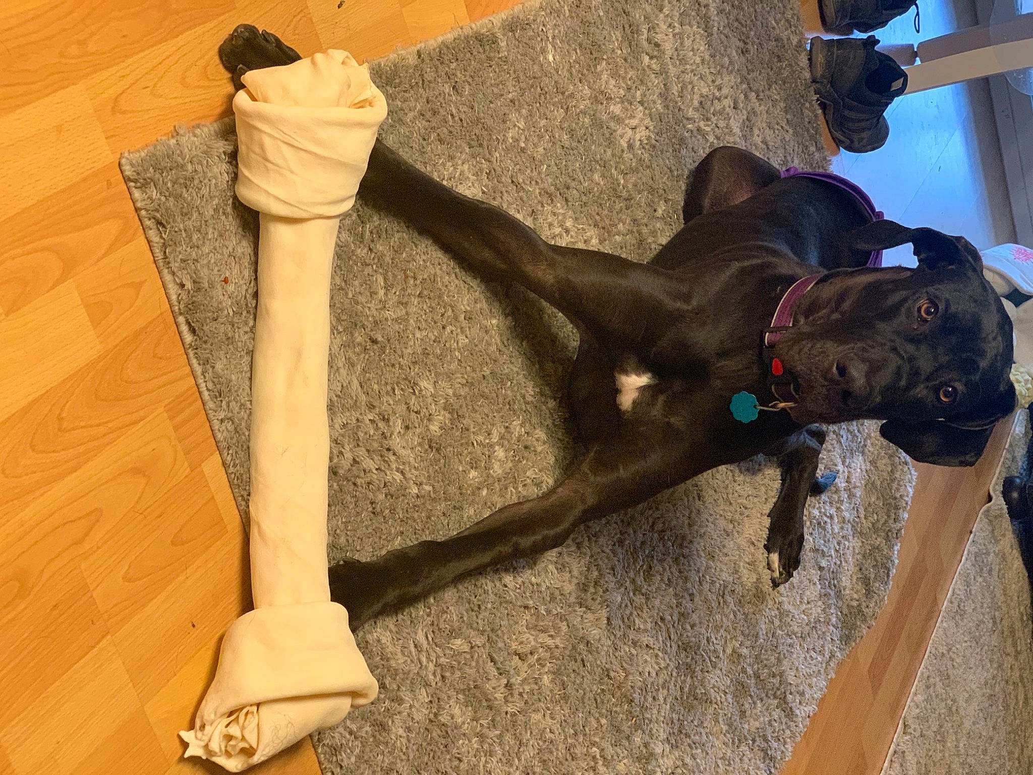 Sylvie is registered to the contest to win money with this photo: carnivore, collar, dog, dog_breed, dog_collar, fawn, flooring, hardwood, hat, household_cleaning_supply, human_leg, liver, musical_instrument, natural_material, pet_supply, tail, tire, tool, wood, working_animal