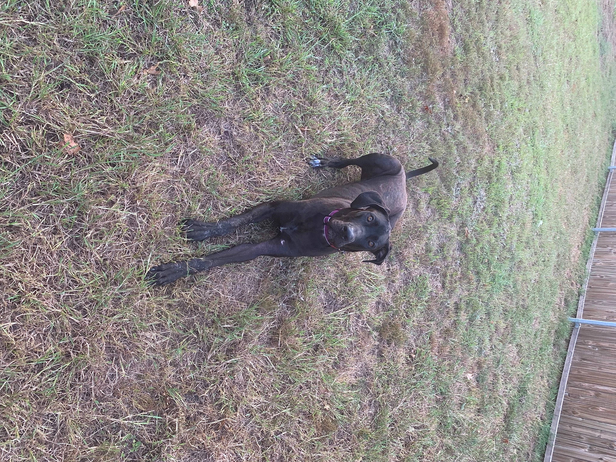 Sylvie is registered to the contest to win money with this photo: canidae, carnivore, dog, dog_breed, grass, groundcover, hunting_dog, shadow, soil, sporting_group, tail, terrestrial_animal, vertebrate, working_animal