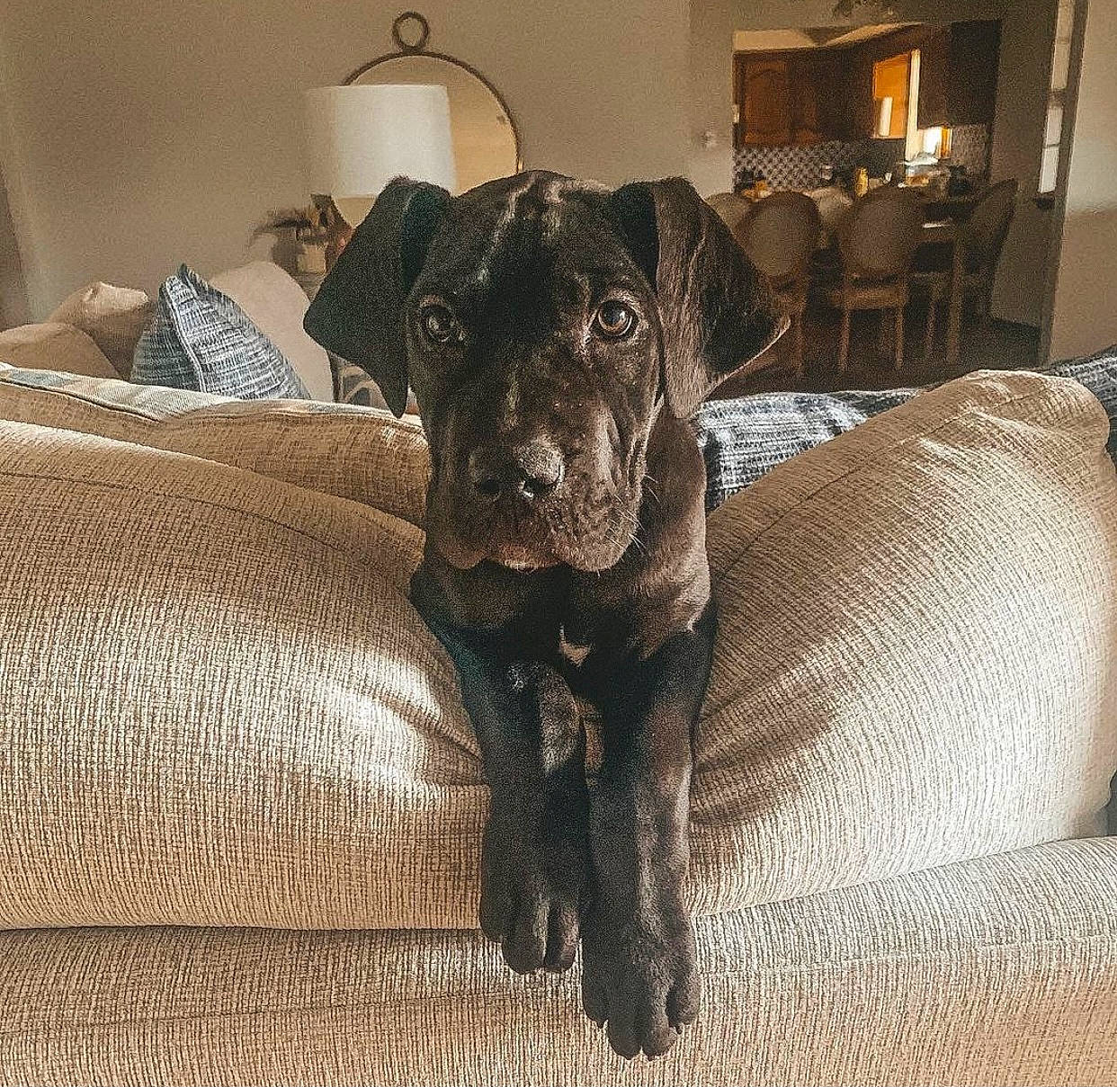 Sylvie is registered to the contest to win money with this photo: borador, canidae, carnivore, comfort, companion_dog, couch, dog, dog_breed, fawn, flooring, fur, guard_dog, hardwood, liver, room, snout, sporting_group, terrestrial_animal, wood, working_animal