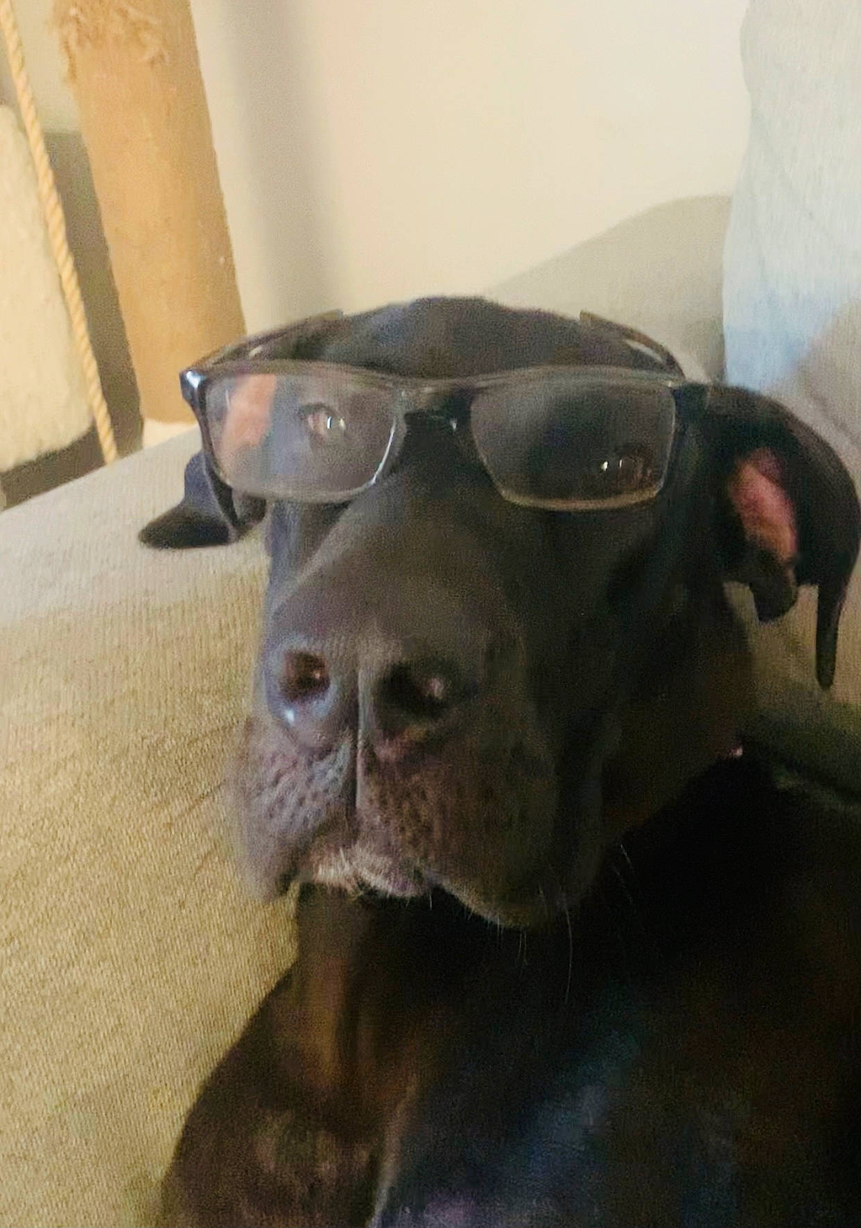 Sylvie joined the competition — help win amazing prizes! carnivore, companion_dog, dog, dog_breed, ear, eye, fawn, goggles, grey, head, jaw, pug, snout, sporting_group, sunglasses, toy_dog, vision_care, whiskers, working_animal, wrinkle