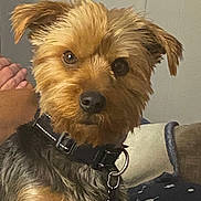 Milo is registered to the contest to win money with this photo: dog, pet, small_dog, collar, fur, indoor, couch, blanket, curious, ears, brown_fur, black_fur, close_up, animal, companion, domestic_animal, face, looking, sitting, cozy