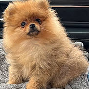 Benito joined the competition — help win amazing prizes! dog, pomeranian, fluffy, pet, animal, cute, small_dog, car_interior, blanket, fur, sitting, portrait, closeup, companion, cute_pet, indoors, cozy, looking_up, soft_texture, adorable