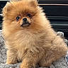 dog, pomeranian, fluffy, pet, animal, cute, small_dog, car_interior, blanket, fur, sitting, portrait, closeup, companion, cute_pet, indoors, cozy, looking_up, soft_texture, adorable