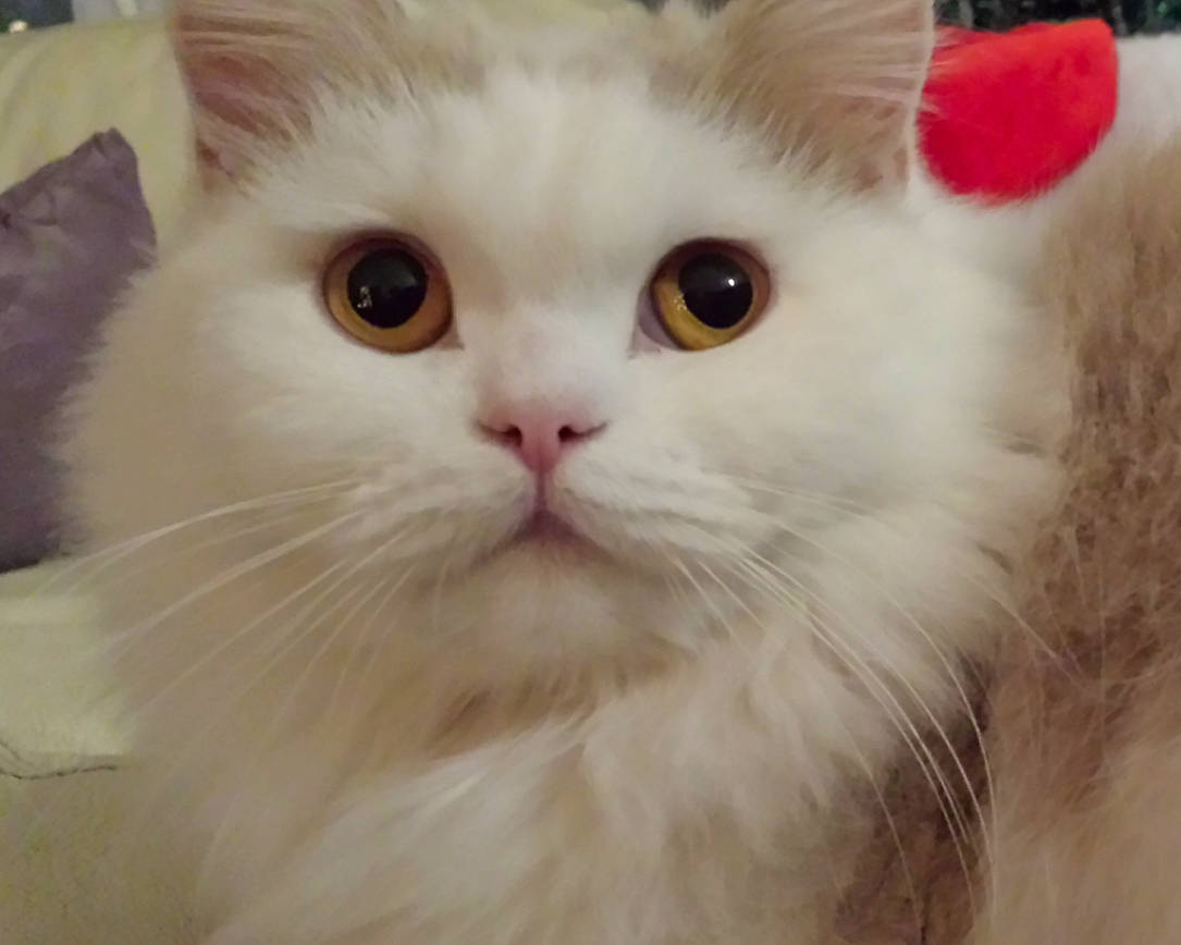 Luna participe au concours pour gagner de l'argent avec cette photo : asian_semi_longhair, british_longhair, british_semi_longhair, carnivore, cat, domestic_long_haired_cat, eye, felidae, fur, mammal, napoleon_cat, nose, persian, person, ragamuffin, ragdoll, small_to_medium_sized_cats, turkish_angora, turkish_van, vertebrate