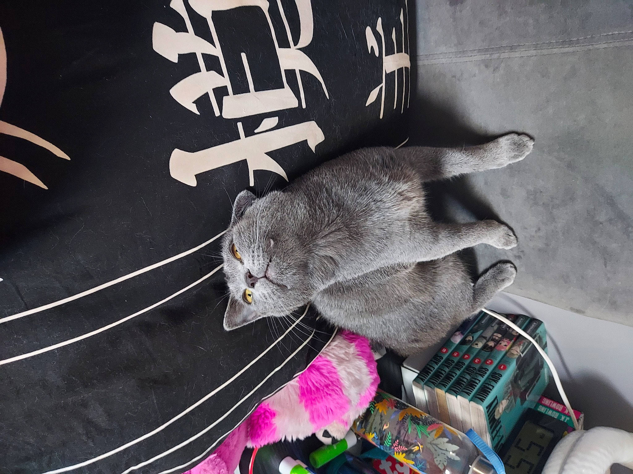 Yuma participe au concours pour gagner de l'argent avec cette photo : carnivore, cat, domestic_short_haired_cat, felidae, font, fur, grey, pattern, photo_caption, plaid, russian_blue, sitting, small_to_medium_sized_cats, tail, thread, whiskers