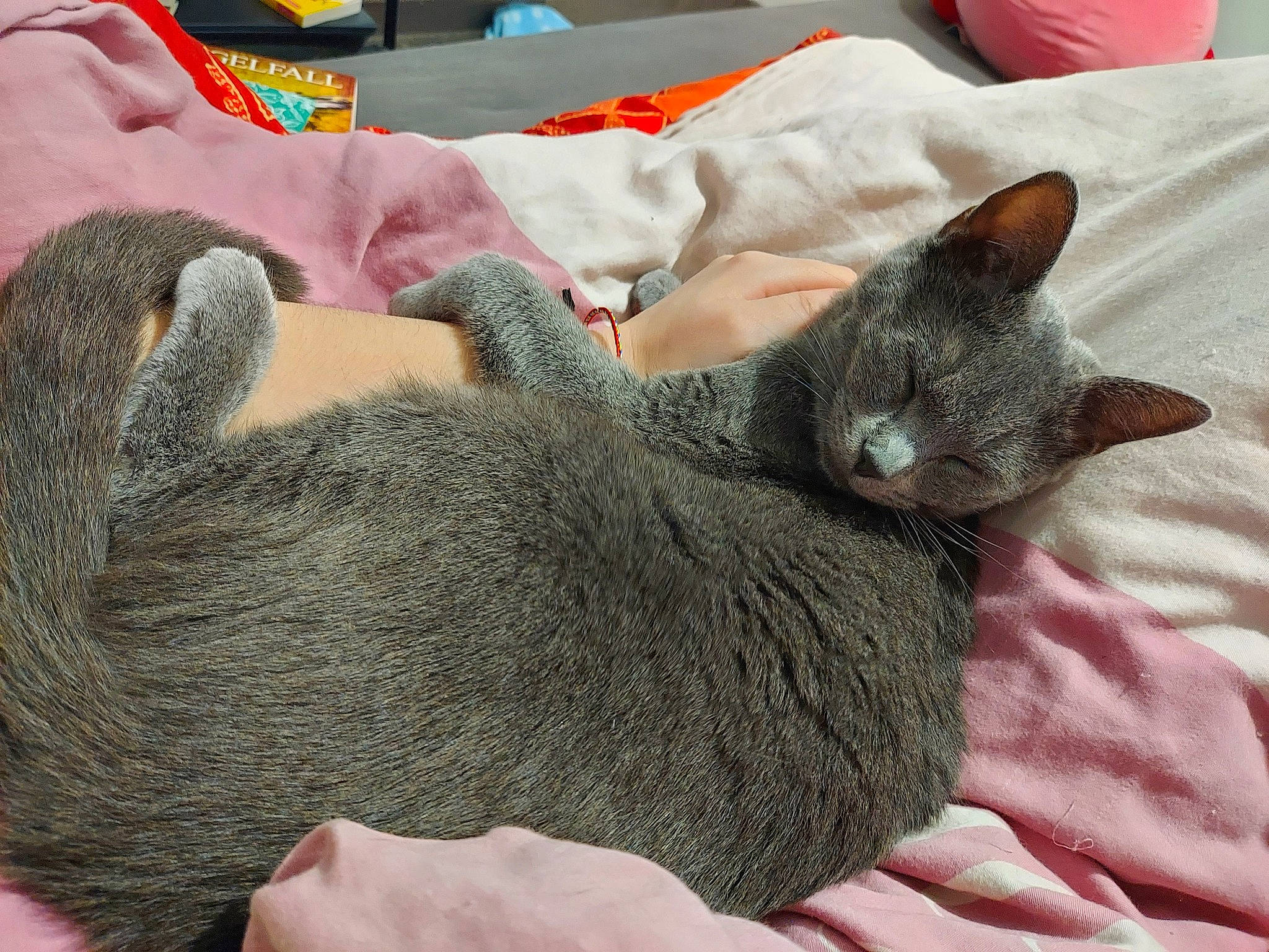 Yuma participe au concours pour gagner de l'argent avec cette photo : bed, carnivore, cat, cat_bed, claw, comfort, domestic_short_haired_cat, felidae, fur, grey, linens, nap, paw, sleep, small_to_medium_sized_cats, snout, tail, terrestrial_animal, whiskers, wool